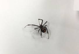 South africa's largest safari park kruger national park is the number one place to go on safari but besides here and other sure there is a lot more to do in south africa, but if you follow this route, you'll go away feeling like you experienced. Immature Widow Spider From South Africa What S That Bug