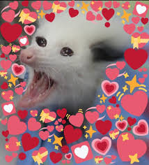 Possum Heart Emoji Memes In 2020 Memes Cute Memes Heart Emoji