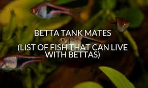 Expert fishkeepers say betta fish sometimes defends for its own territory and fight with other community for protecting its family members. 30 Betta Tank Mates List Of Fish That Can Live With Bettas Betta Care Fish Guide