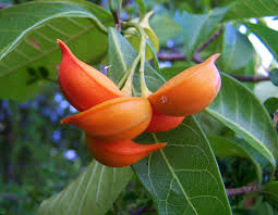 Image result for Tabernaemontana odoratissima