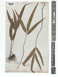 Image result for Lindsaea ensifolia
