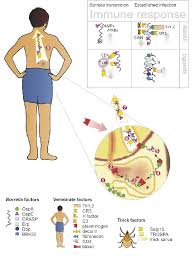 Check spelling or type a new query. Transmission Of Borrelia Burgdorferi From Tick To Human Borrelia Binds Download Scientific Diagram