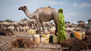 Camel In Israel Desert, Funny Close Up — Stock Photo © Alexandra Lande  #195095446