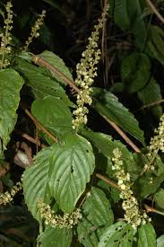 Image result for Gouania scandens