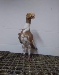 English Carrier Pigeon - Wikipedia