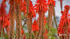 Spiky plants come in many shapes and sizes. The Bright Flowers Of These Aloe Plants Offer A Striking Contrast To Their More Recognizable Green Spiky Stems Native To Af Aloe Plant Aloe Vera Plant Plants