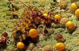 Image result for Apodanthaceae