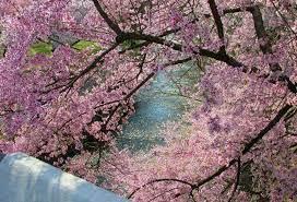 Cherry trees come in all shapes and sizes pam and quite a number of the larger species are very vigorous and the roots which are surface rooting i have a small flowering cherry tree in my garden which has buds on it at the moment but no foliage yet. Cherry Blossom In New Jersey More Than 5 000 Cherry Trees