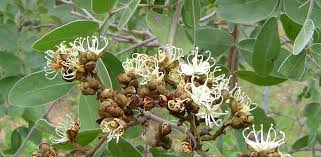 Image result for Julbernardia globiflora