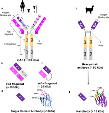 It is under development by glaxosmithkline and vir biotechnology. Integrative Overview Of Antibodies Against Sars Cov 2 And Their Possible Applications In Covid 19 Prophylaxis And Treatment Microbial Cell Factories Full Text