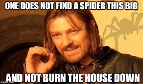 Burning one's house down just to find a spider is most definitely blowing things out of proportion. Australia Spider Meme Burn 10lilian
