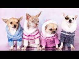 Pin En Ropa Perro Y Gato