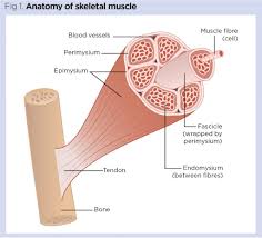 For each of the nouns decide whether the correct plural form is in column b or column c and then internal body parts are inside of you such as heart, lungs or kidneys. Skeletal System 2 Structure And Function Of The Musculoskeletal System Nursing Times