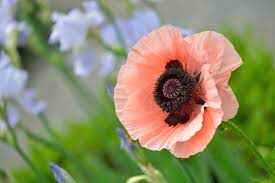 The leaves are tightly packed, and the flower stems are stiff and hairy, making oriental poppy a good cut flower. 9 Pretty Poppies Flowers And Plants