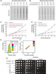 What causes a cell to grow in size. Excessive Cell Growth Causes Cytoplasm Dilution And Contributes To Senescence Sciencedirect