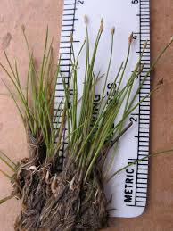 Image result for Eleocharis caduca