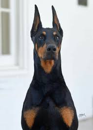 Doberman Kopek
