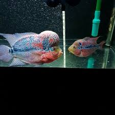Pin On Flowerhorn Louhan