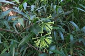 Image result for Peddiea