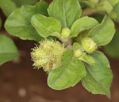 Image result for Acanthospermum