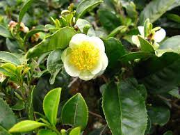 Beautiful Darjeeling Tea Flower Green Tea Plant Flower Tea Tea Plant