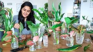 Shake up your style with a contemporary twist of tropical colour, courtesy of leafy, lush and exotic caladiums! Propagating All My Indoor Plants From Cuttings In Water During The Lockdown Try With Me Youtube