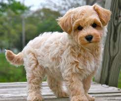 maltipoo niedliche hunde maltipoo maltipoo welpe