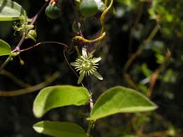 Image result for Passiflora suberosa