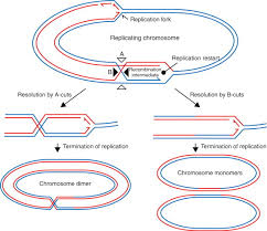 نتیجه جستجوی لغت [replication] در گوگل