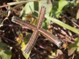 Image result for Dactyloctenium geminatum