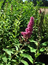 Image result for Spiraea douglasii