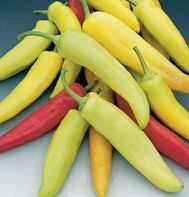 The fruits are long and pointed, starting green and ripening to red. Hungarian Hot Wax