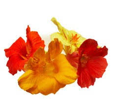 We did not find results for: Edible Flowers Full Range Available Select Fresh