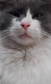 Kedi Damla Ficici Kedi Danca Istanbul