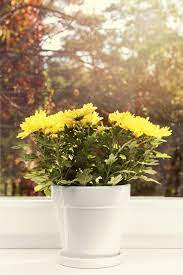 Indoor Mum Care Growing Chrysanthemums Indoors Indoor Flowering Plants Indoor Flowers Chrysanthemum Growing