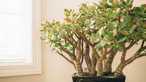 Best succulent plants for indoors. Succulent Plants How To Grow And Care For Succulents Indoors