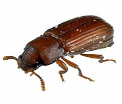 Sortes D Insectes Des Produits Stockes Rentotek By Cgm Maroc
