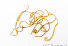 See full list on wikihow.com Roundworm Transmission From Pets To Humans