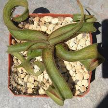 Image result for Aloe fimbrialis