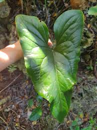 Image result for Stylochaeton