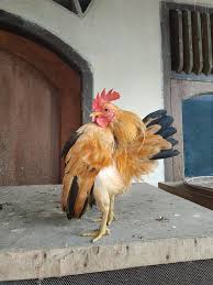 Emak rebus telur ayam serama. Peternak Ayam Posts Facebook