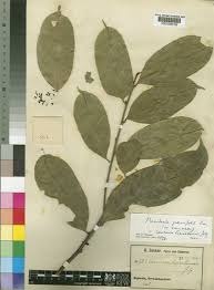 Image result for Heisteria parvifolia