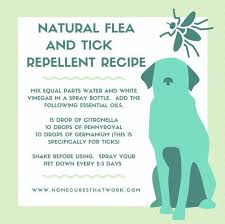 Like Human Medications Popular Dog Medications Such As Flea And Tick Medication For Dogs Tick Repellent For Dogs Healthy Pets