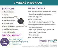 pregnancy weeks infographic