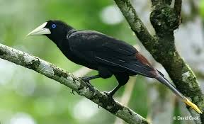 Image result for Dolichos pseudocajanus