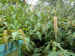 Image result for Buddleja dysophylla