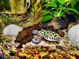 It may be aggressive at times, nipping the fins of tank mates and leaving a circular hole as its mark. Puffer Fish Water Fish Aquarium Nature River Lake Clear Water Toxic Fugu Blue Puffer Fish Pikist