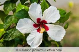 Wann sollten sie hibiskus schneiden? Hibiskus Schneiden Tipps Fur Den Zimmer Und Gartenhibiskus Gartenlexikon De
