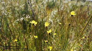 Image result for Xyris peteri