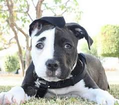 Black And White Pitbull Puppy Oreo Cookie Pitbull Pitbulls Pitbull Puppies Beautiful Dogs